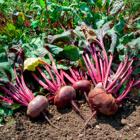 Bio-Rote Bete ‘D’Égypte’ - Beta vulgaris d'egypte - Willemse