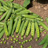 Erbse Wunder von Kelvedon