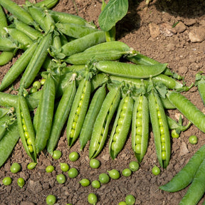 Erbse Wunder von Kelvedon