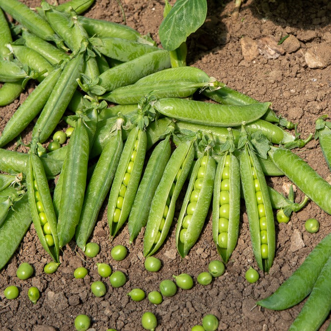 Erbse Wunder von Kelvedon