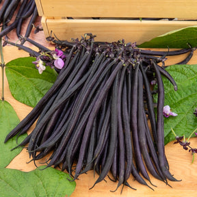 Stangenbohne mit violetten Hülsen