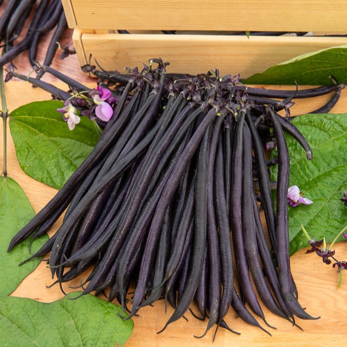 Stangenbohne mit violetten Hülsen