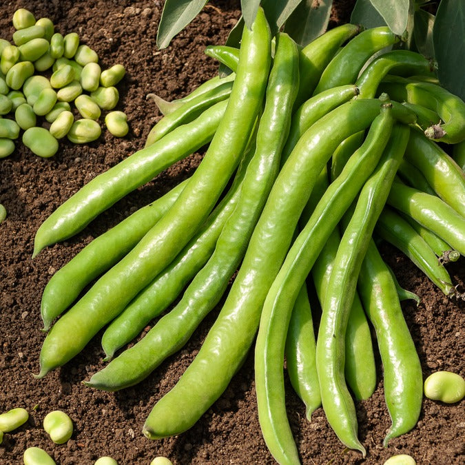 Ackerbohne Aguadulce