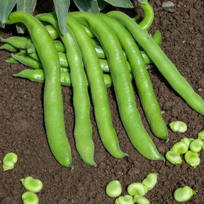 Ackerbohne Aguadulce