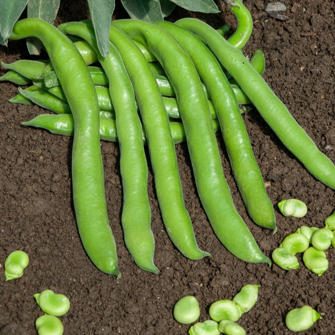 Ackerbohne Aguadulce