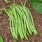 Buschbohne extra-fein ‘Novirex’ - Phaseolus vulgaris Novirex - Willemse