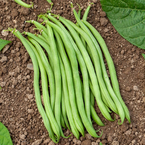 Buschbohne extra-fein ‘Novirex’ - Phaseolus vulgaris Novirex - Willemse