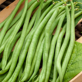 Buschbohne extra-fein ‘Novirex’ - Willemse