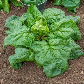 Riesen-Winterspinat BIO - Willemse