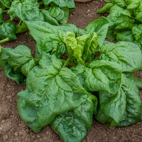 Riesen-Winterspinat BIO - Epinard geant d'hiver - Willemse