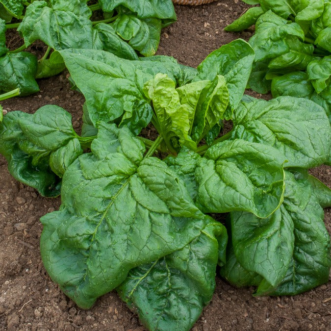 Riesen-Winterspinat BIO - Epinard geant d'hiver - Willemse