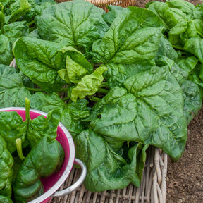 Epinard geant d'hiver - Riesen-Winterspinat BIO - Spinacia - Spinat
