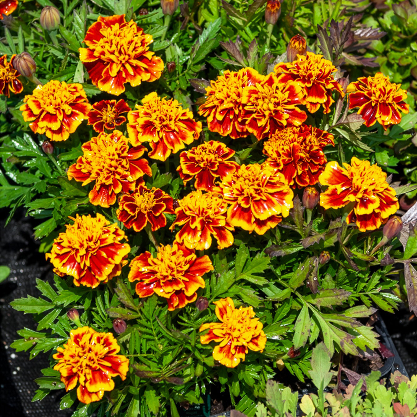 Studentenblume 'Honeycomb' - Tagetes patula Honeycomb - Willemse