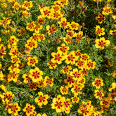 Studentenblume ‘Naughty Marietta’ - Willemse