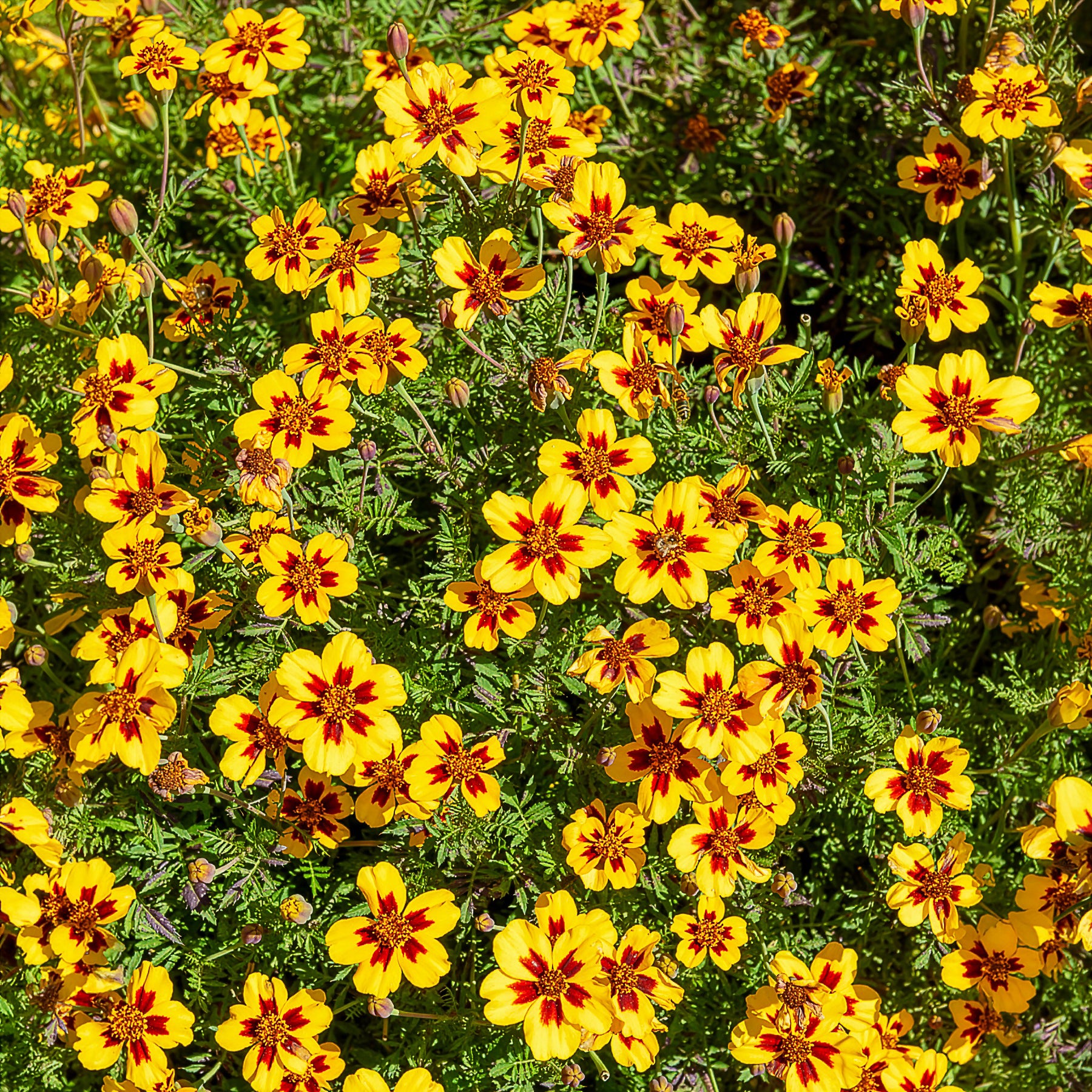 Studentenblume ‘Naughty Marietta’ - Willemse