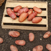 Kartoffel Rose de France (Cirielle) - Solanum tuberosum rose de france (cirielle) - Willemse