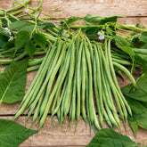 Buschbohne fein ‘Molière’