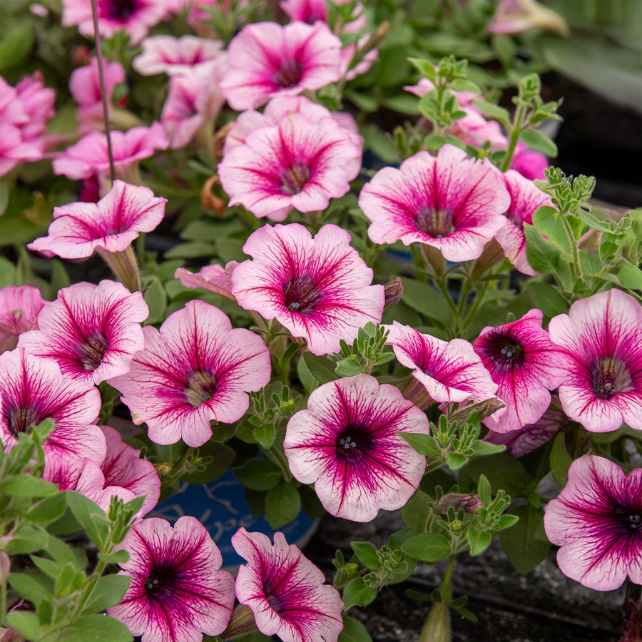 Hängepetunie rosa (x3) für Ampel und Balkon
