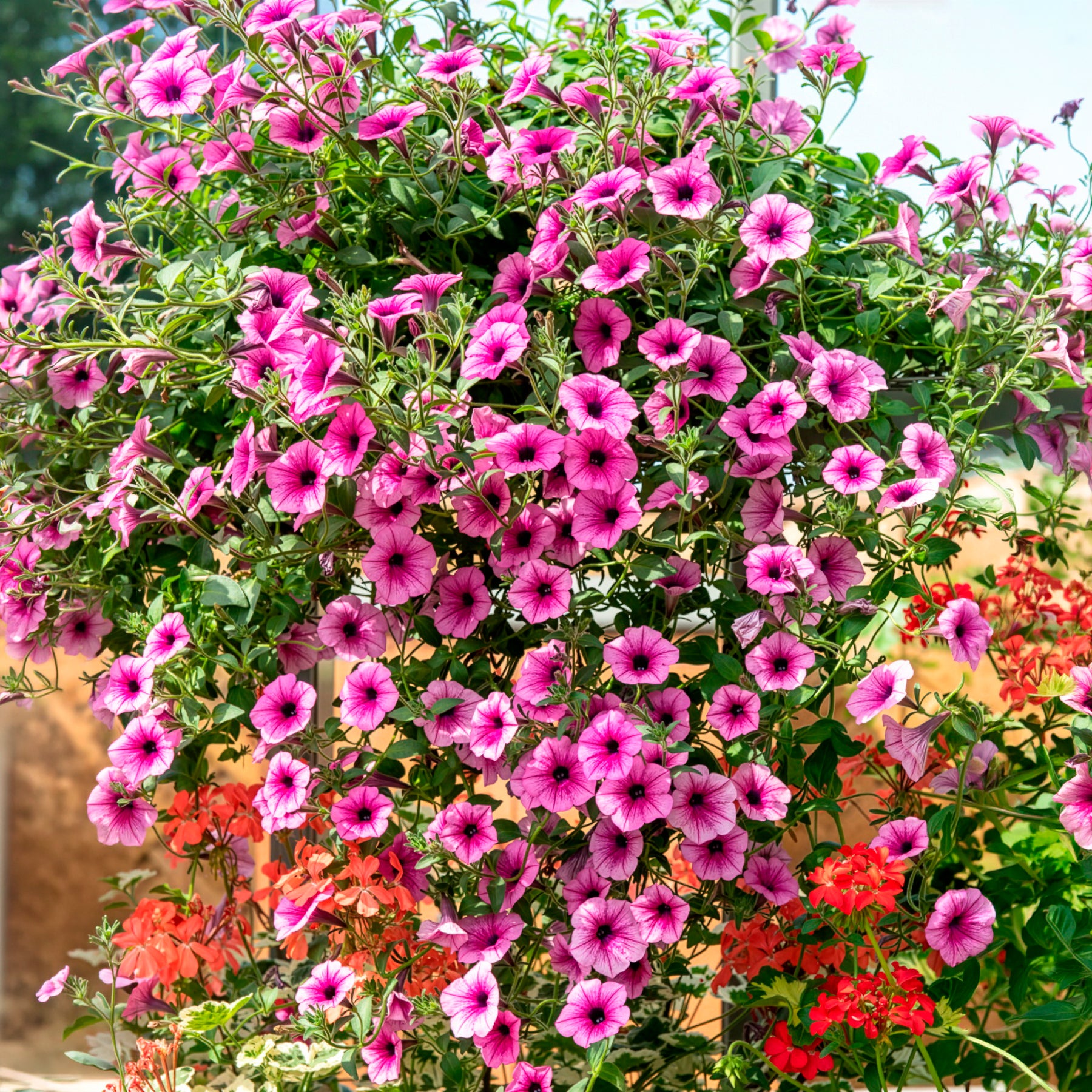 Hängepetunie rosa (x3) für Ampel und Balkon