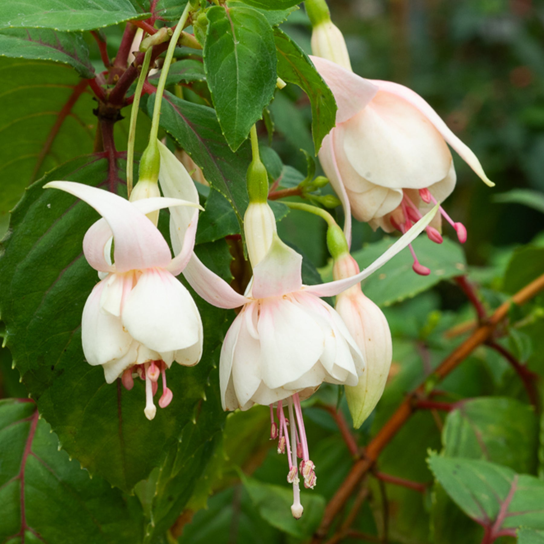 Fuchsie Annabel (x3) - Willemse