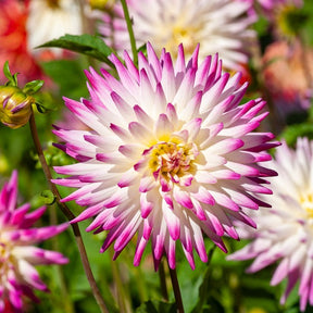 Kaktus-Dahlien Haley Jane (x3) - Willemse