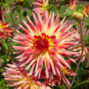 Kaktus-Dahlie Feuervogel (x3) - Dahlia cactus oiseau de feu - Willemse