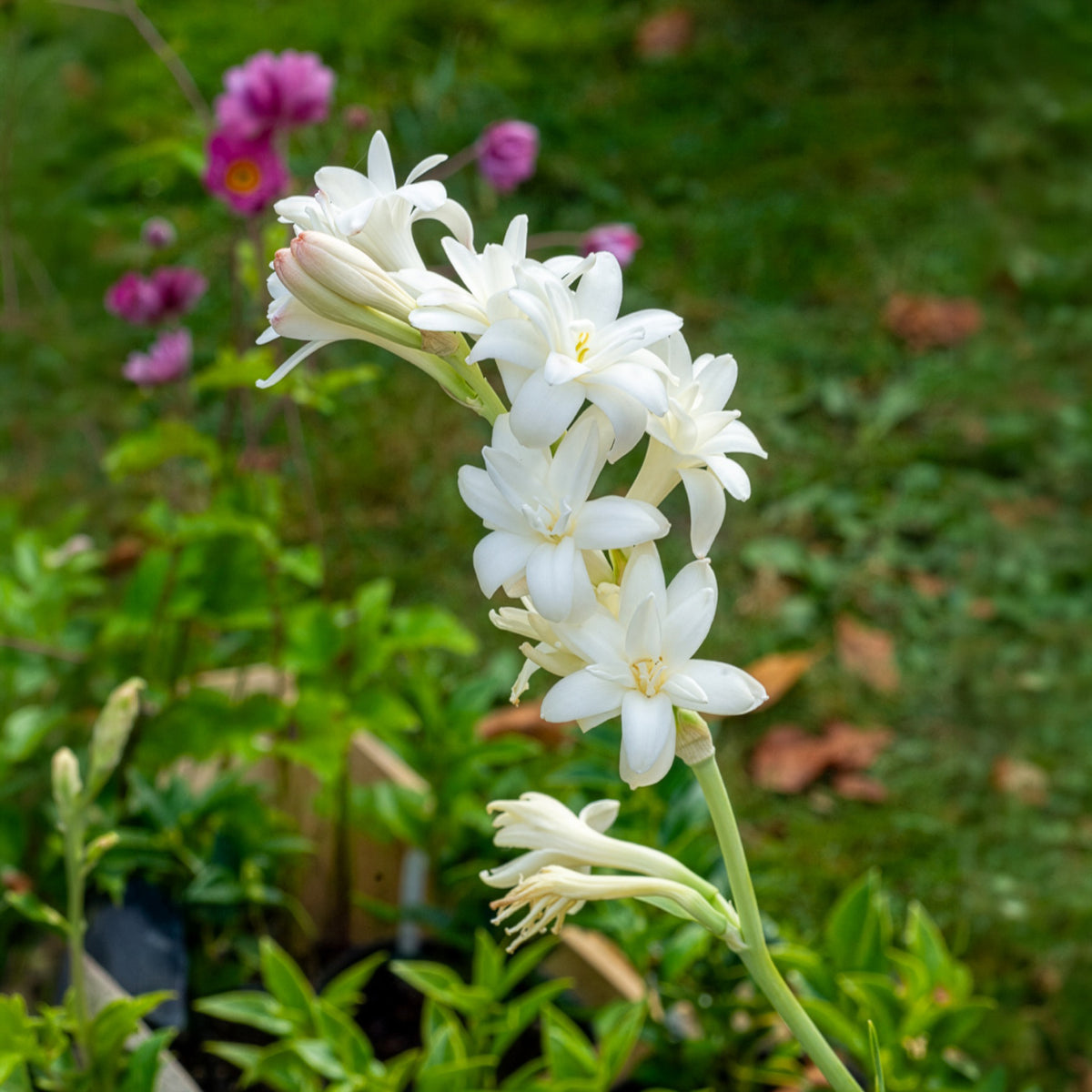 Tuberose The Pearl (x3)
