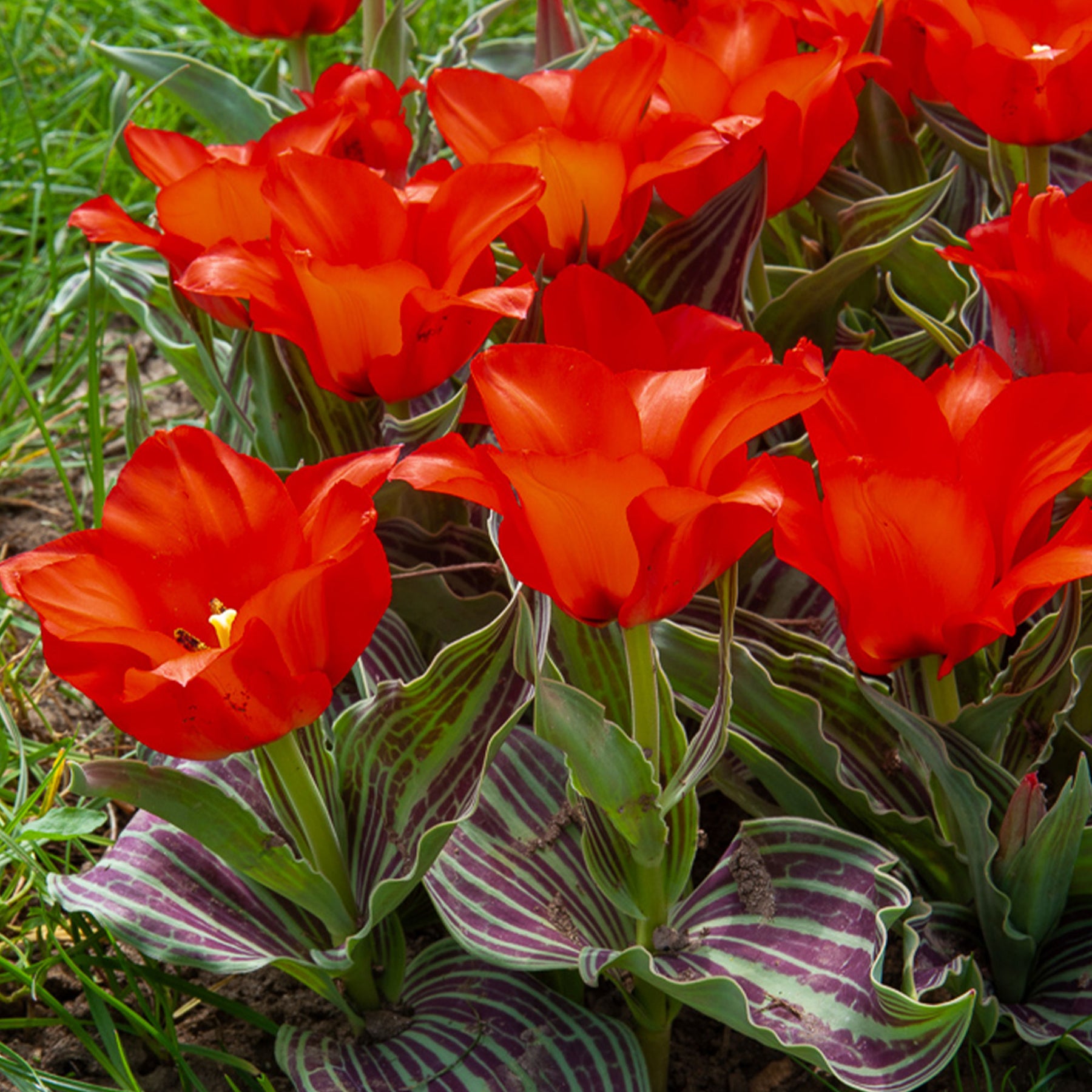 Greigii-Tulpen ‘Chaperon Rouge’ (x10) - Willemse