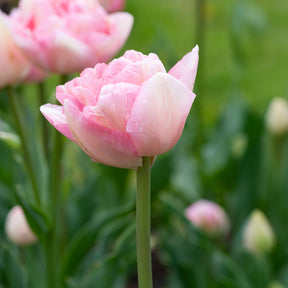 Tulpe Angelique (x10) - Tulipa angélique - Willemse