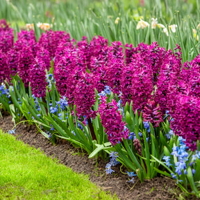Hyazinthe 'Woodstock' (x6)