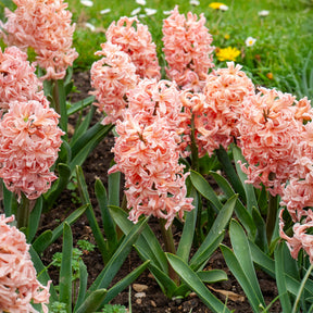 Hyazinthe 'Gipsy Queen' (x6) - Willemse