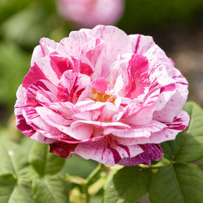 Historische Rose Ferdinand Pichard (Bourbon) - Willemse