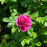 Rugosa-Rose ‘Hansa’ - Willemse