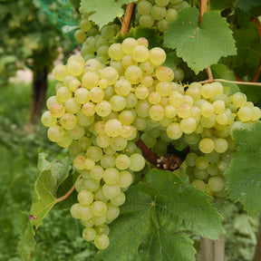 Weinrebe ‘Chasselas de Fontainebleau’ - Willemse
