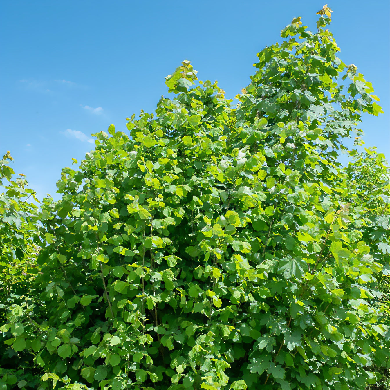 Corylus avellana - Haselnussbaum - Haselnuss
