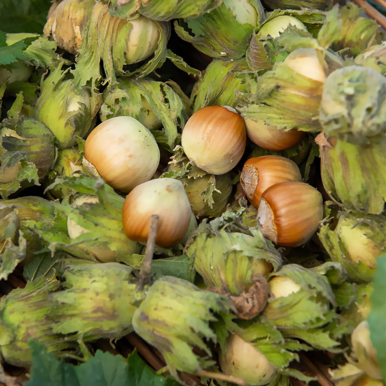 Haselnussbaum - Willemse