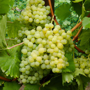 Weinrebe Exalta - Vitis vinifera exalta - Willemse