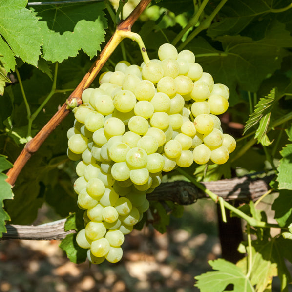 Vitis vinifera exalta - Weinrebe Exalta - Weinrebe
