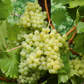 Weinrebe - Weinreben-Kollektion (x4) - Vitis vinifera Chasselas rose, Muscat de Hambourg, Exalta, Chasselas de Fontainebleau