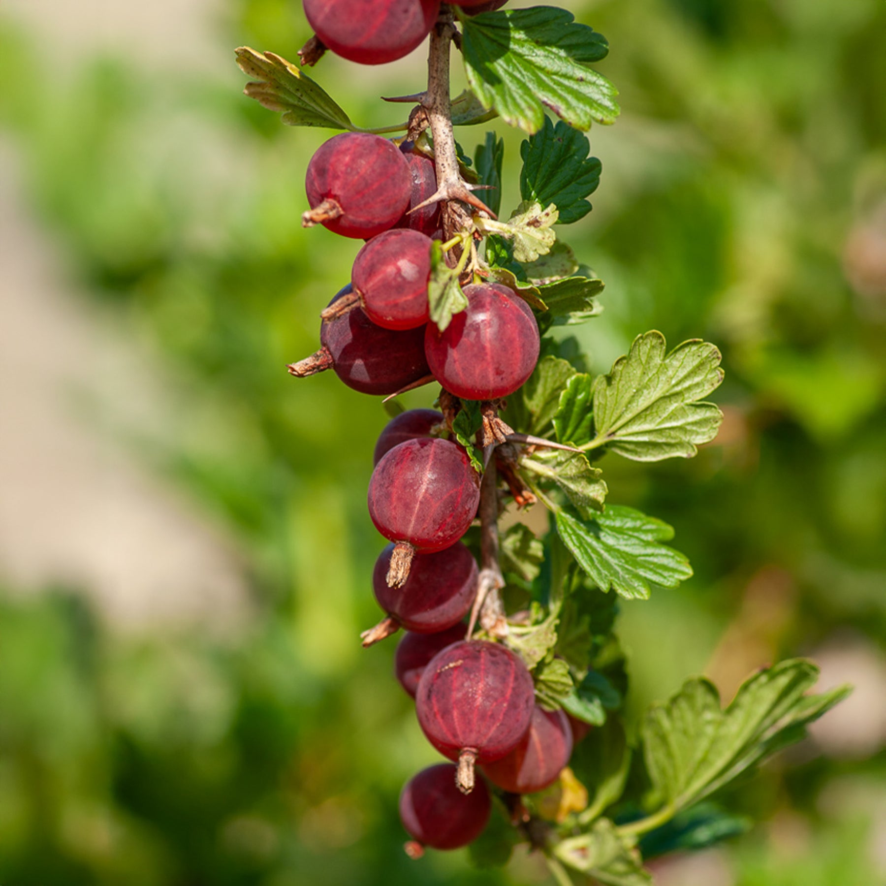 Stachelbeere Winham's Industry (x2) - Willemse