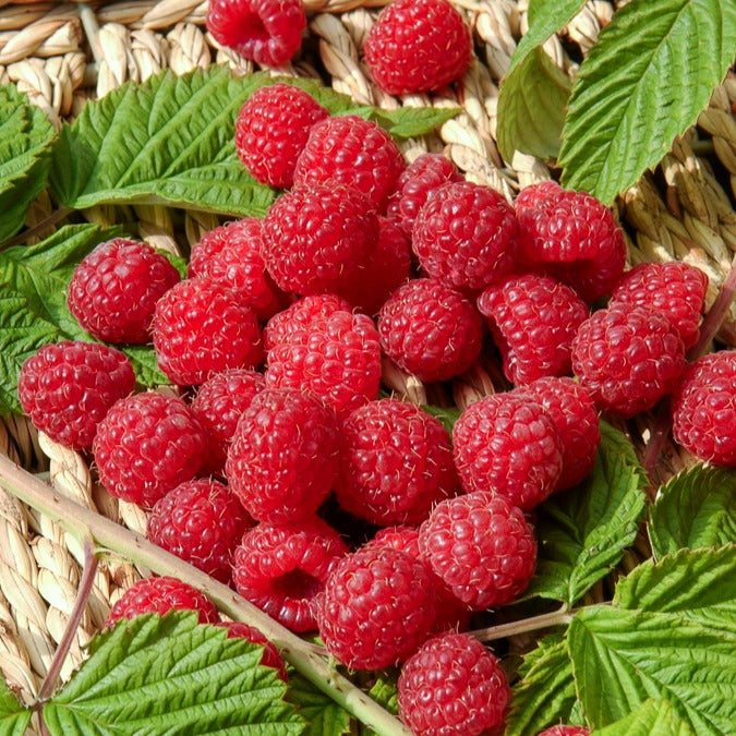 Remontant Himbeere Heritage - Willemse