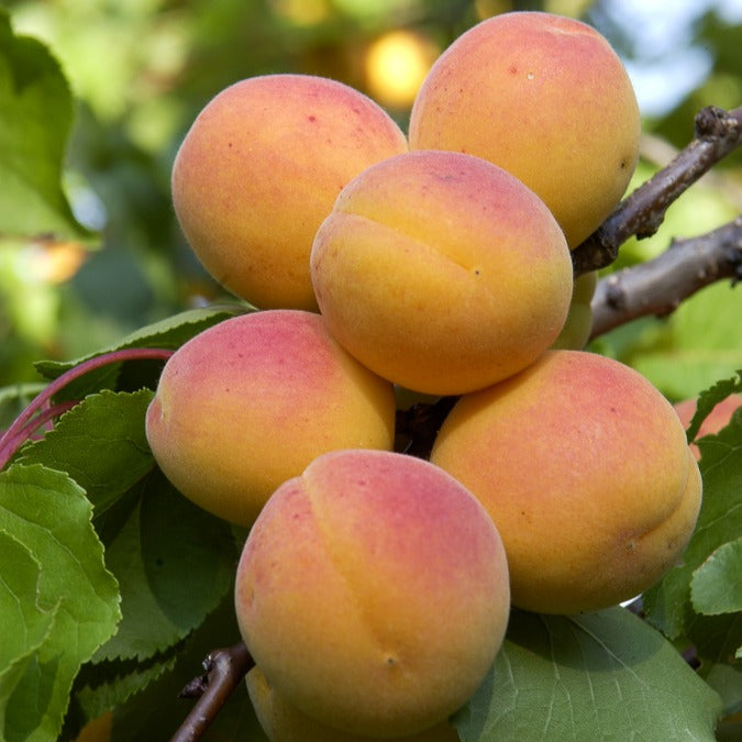 Zwergaprikose ‘Aprigold’