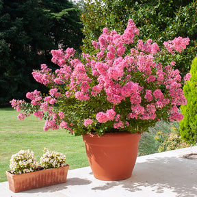 Verkauf Kräuselmyrte ‘Turenne’ rosa - Sträucher