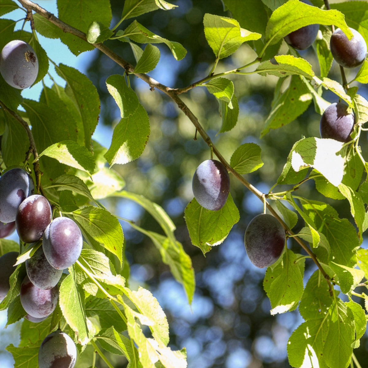 Pflaume ‘Quetsche d’Alsace’ - Willemse