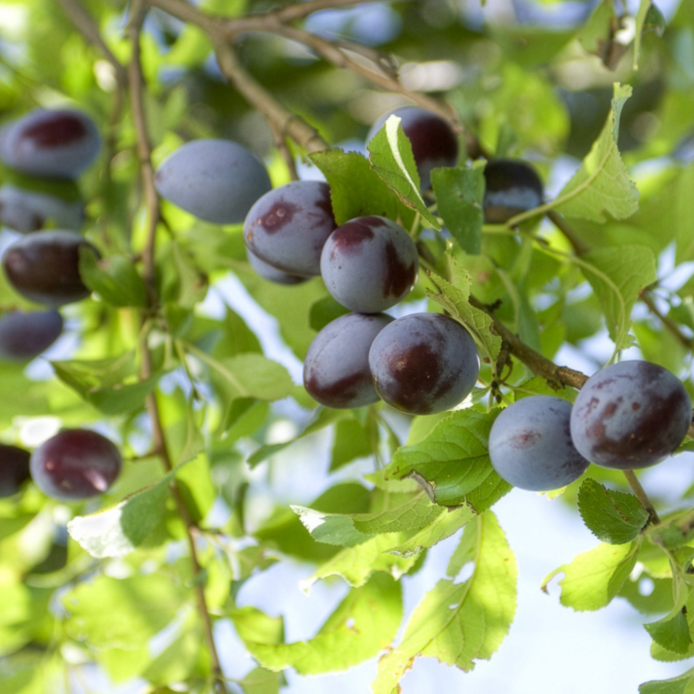 Pflaume ‘Quetsche d’Alsace’ - Prunus domestica Quetsche d'Alsace - Willemse