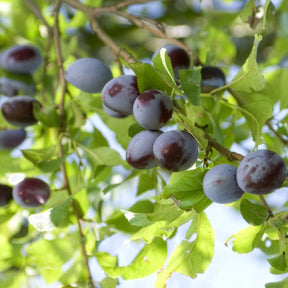 Pflaume ‘Quetsche d’Alsace’ - Prunus domestica Quetsche d'Alsace - Willemse
