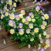 Hornveilchen ‘Étain’ (x3) - Viola cornuta Etain - Willemse