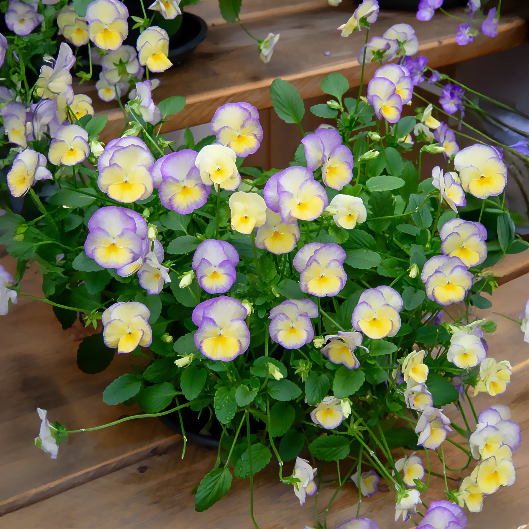 Hornveilchen ‘Étain’ (x3) - Viola cornuta Etain - Willemse