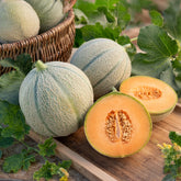 Zuckermelone Stellio F1 - Willemse