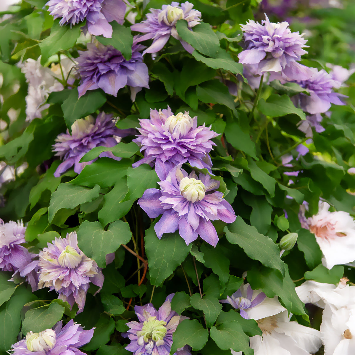 Waldrebe Diamantina - Clematis Diamantina Evipo 039 - Willemse